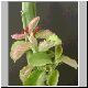 Monadenium_arborescens1.jpg