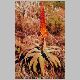 Aloe_africana.jpg