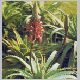 Aloe_arborescens.jpg