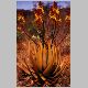Aloe_cryptopoda.JPG