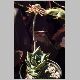 Aloe_distans.jpg