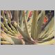 Aloe_plicatilis.jpg