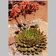 Aloe_polyphylla1.JPG