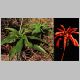 Aloe_umfoloziensis.JPG